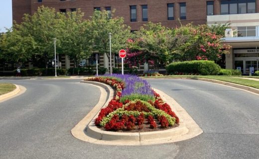 Summer Annuals bloomfield